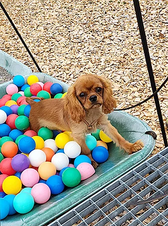 Welpentraining – Hundeschule Guggisberg